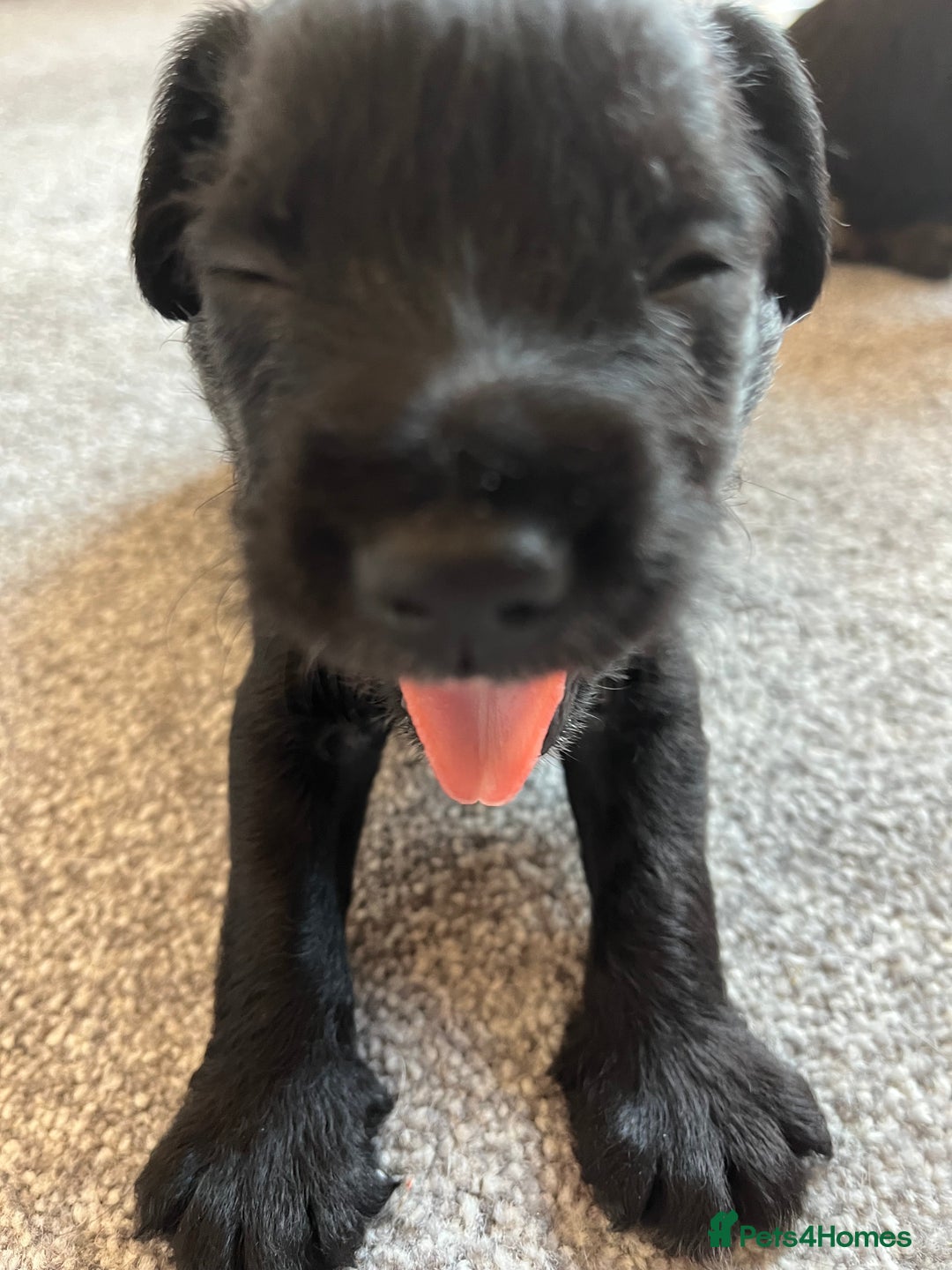 Mixed Breed dogs for sale: Schnockers  - Image 3