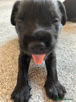 Mixed Breed dogs - Advert 4