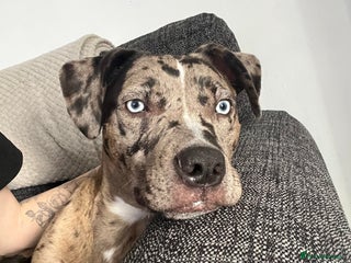 Mixed Breed dogs Mixed Breed merl Girl - Advert 1