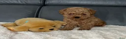 Maltipoo dogs for sale: Tiny Toy Maltipoo puppies - Advert 3