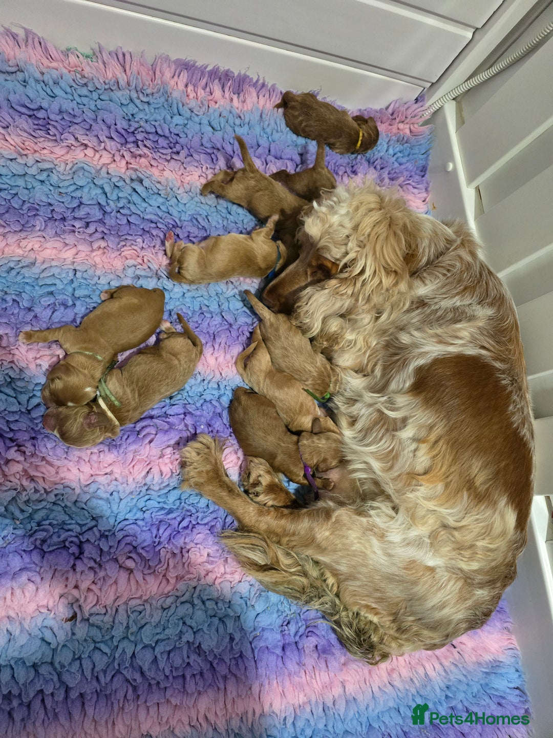Cockapoo dogs for sale: Health tested cockerpoo F1 pups licensed Breeder  - Advert 36