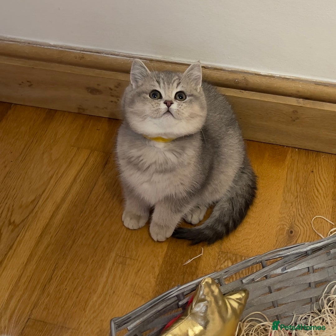 British Shorthair cats for sale: 3 GCCF British Shorthair Kittens– Champion Lines - Advert 13