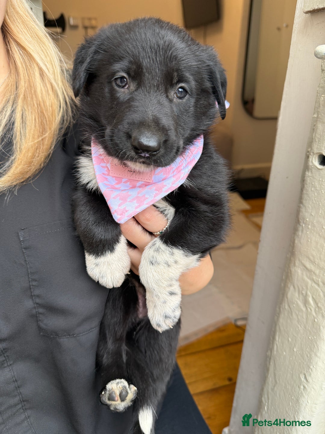 Mixed Breed dogs for sale: 3 fluffy Shollie German Shepard x Boarder Collie - Image 25