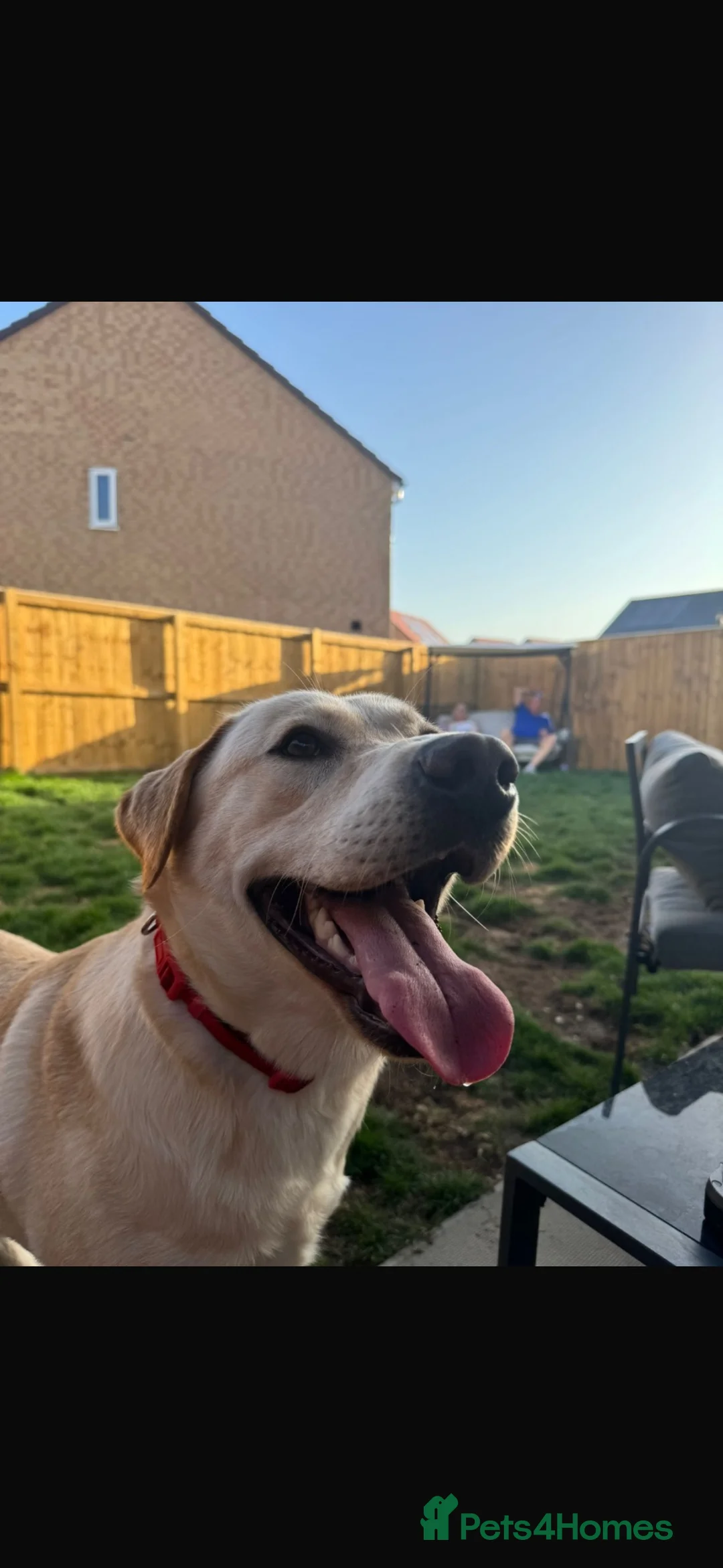 Labrador Retriever dogs for sale: Trained 12 month old male Labrador  in Sheffield - Advert 1