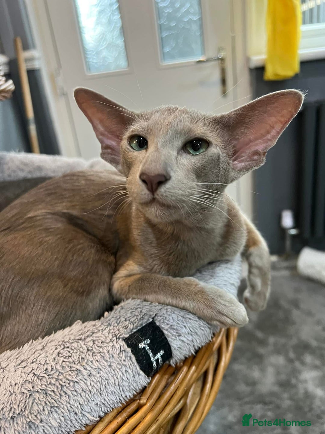 Oriental cats for sale: Gccf registered lilac girl spayed  - Image 1
