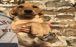 Labrador Retriever dogs for sale: Foxred/Yellow Labradors 5* Licensed Breeder in Catterick Garrison - Image 2