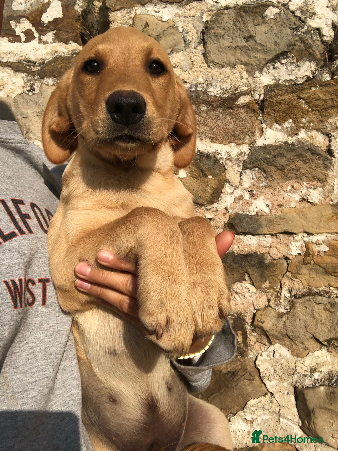 Labrador Retriever dogs for sale: Foxred/Yellow Labradors 5* Licensed Breeder in Catterick Garrison - Image 2