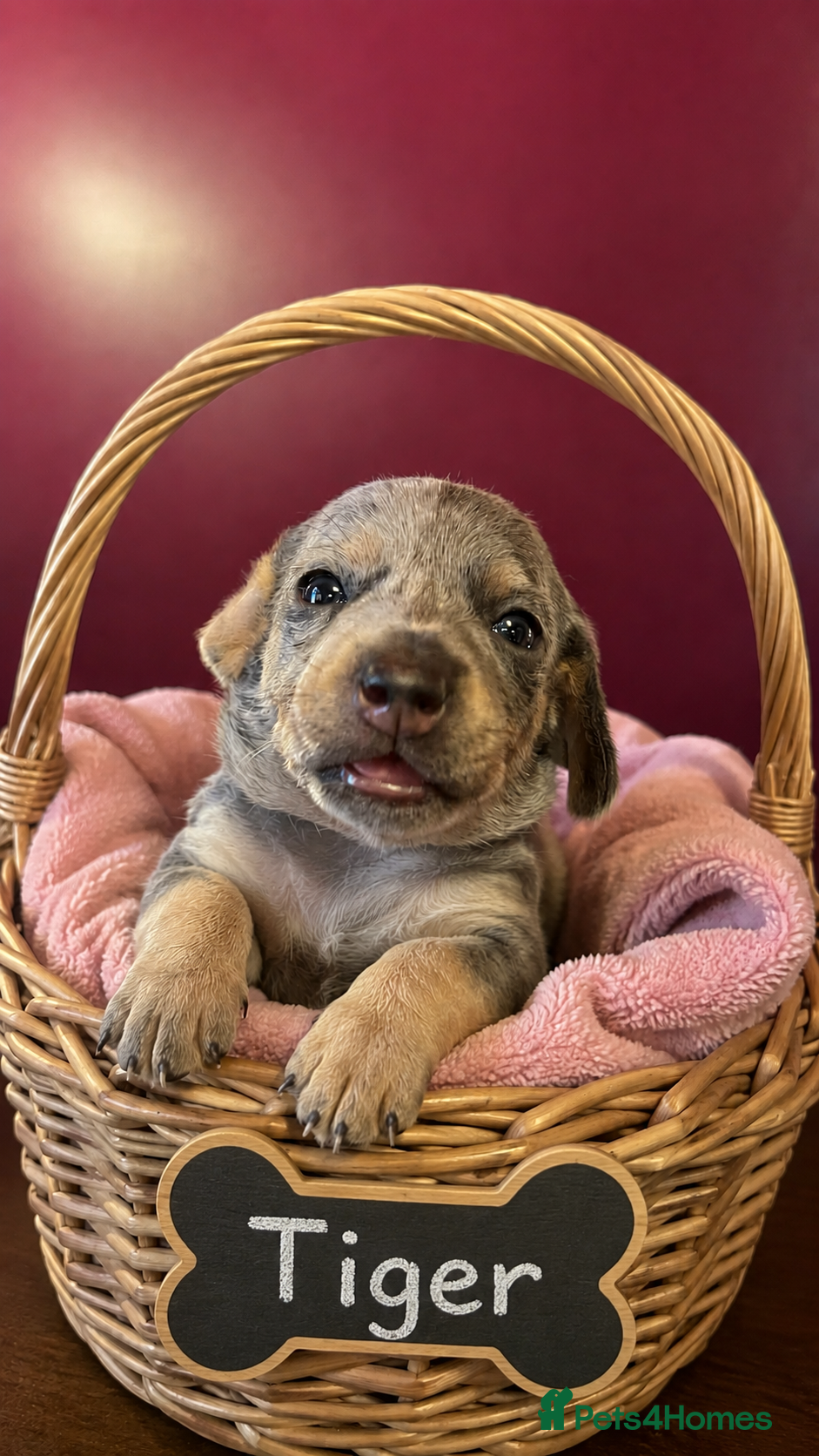 Miniature Dachshund dogs Last 2 gorgeous miniature dachshund girls - Advert 13