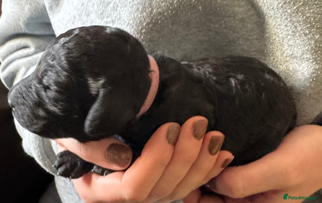 Standard Poodle dogs for sale: Wonderful standard poodle pup’s - Advert 21