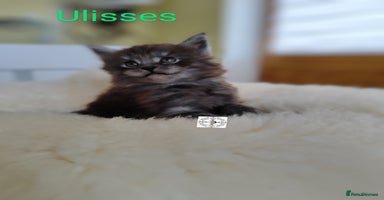 Maine Coon cats - Advert 16