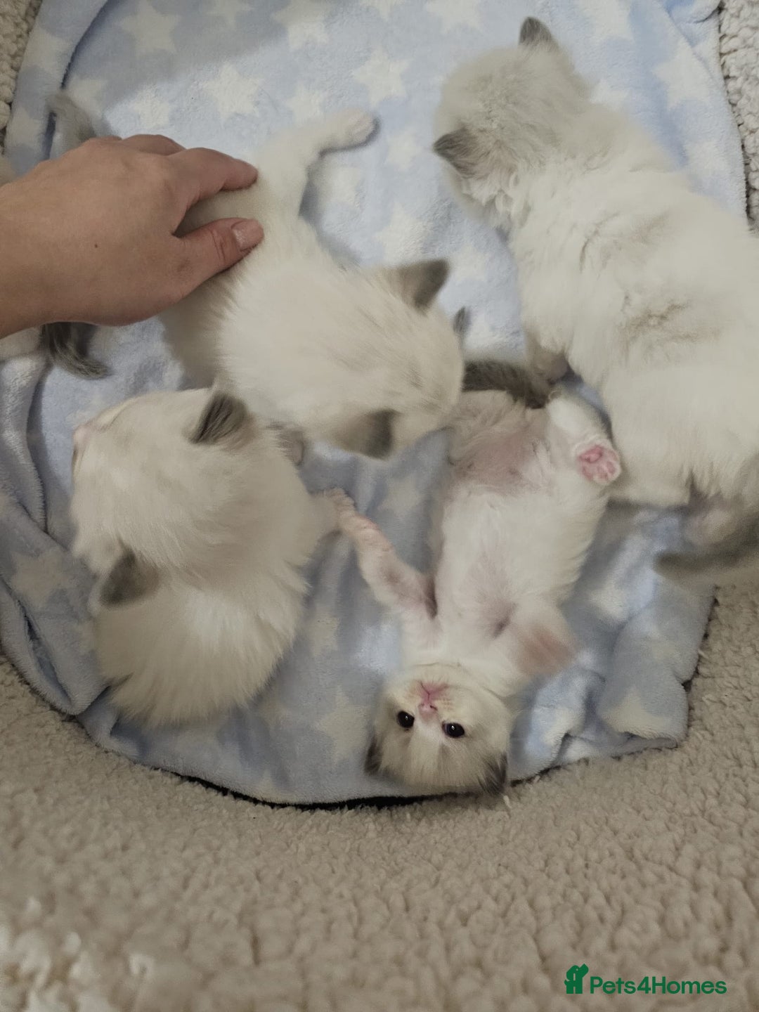 Ragdoll cats for sale: Blue Bicolor kittens 😸  - Image 22