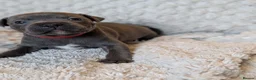 Staffordshire Bull Terrier dogs for sale: Merle and blue Staffordshire bull terrier puppies  in Bath - Advert 18