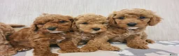 Cavapoo dogs for sale: Beautiful Red Cavapoo Puppies F1bb - Advert 12