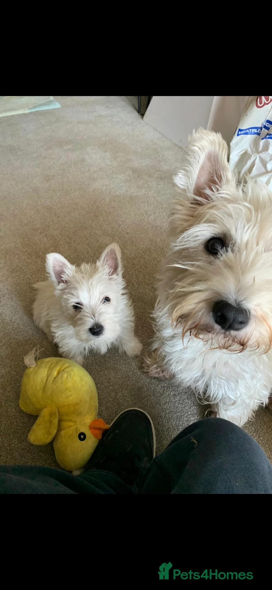 West Highland Terrier dogs for sale: Beautiful Westies - Advert 1
