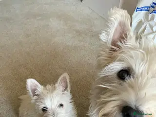 West Highland Terrier dogs Beautiful Westies - Advert 18