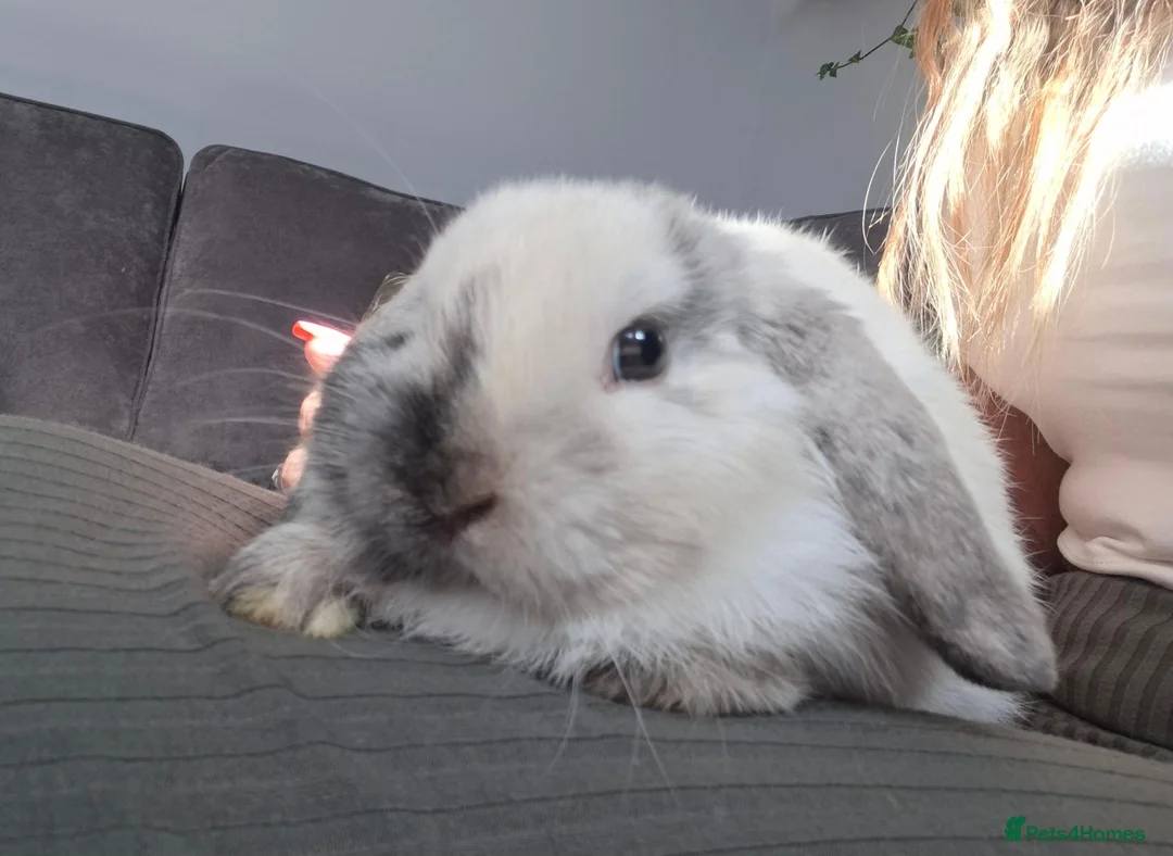 Mini Lop rabbits for sale: Mini lop Male in Norwich - Advert 4