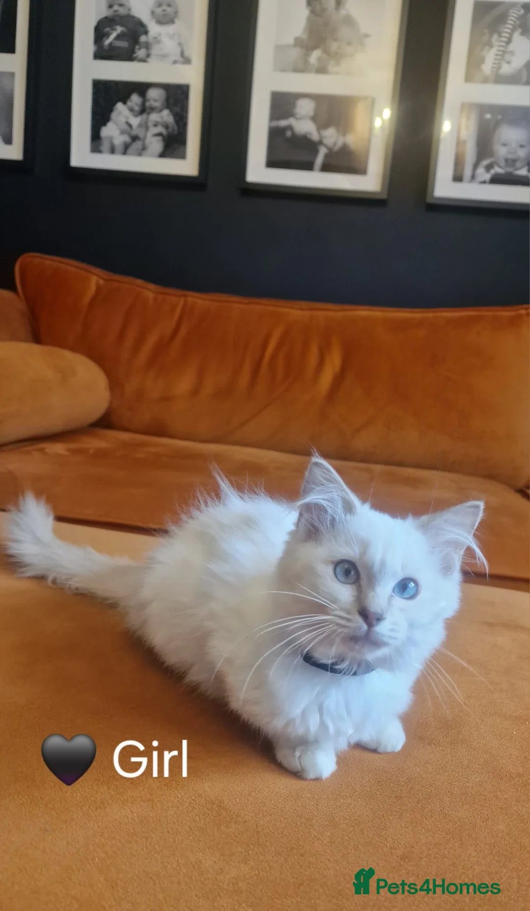 Ragdoll cats for sale: Ragdoll Kittens Ready For Forever Homes - Advert 2