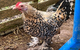 Chickens poultry for sale: Sablepoot Chicks, Growers, Hens, Hatching Eggs - Image 3