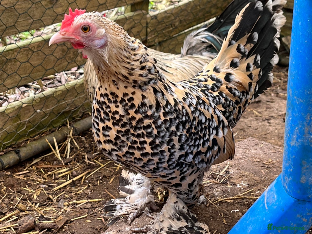 Chickens poultry for sale: Sablepoot Chicks, Growers, Hens, Hatching Eggs - Image 3