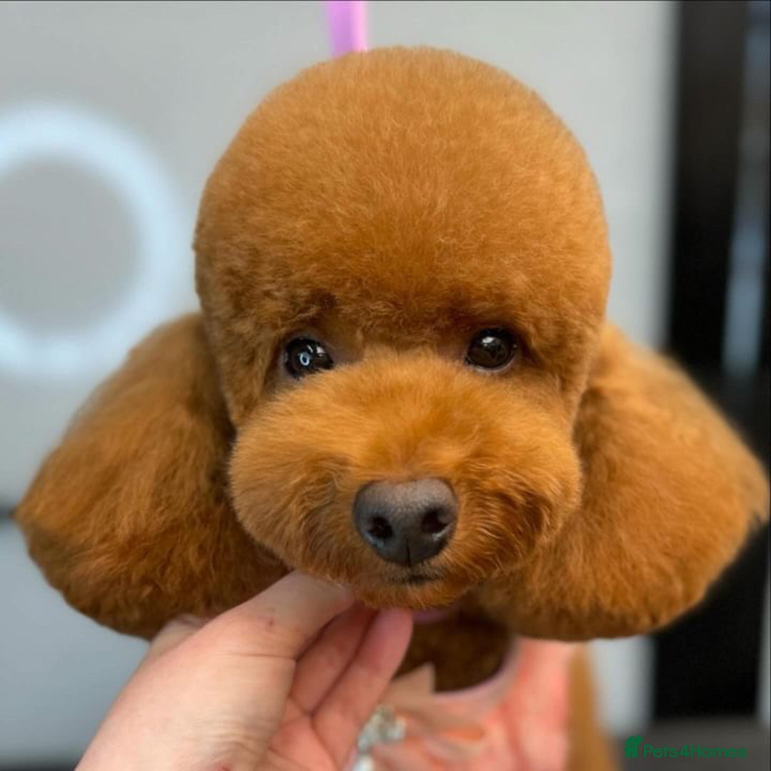 Toy Poodle dogs for stud: MULTI-AWARD WINNING SHOW DOG FOR STUD✨🐩 - Image 10