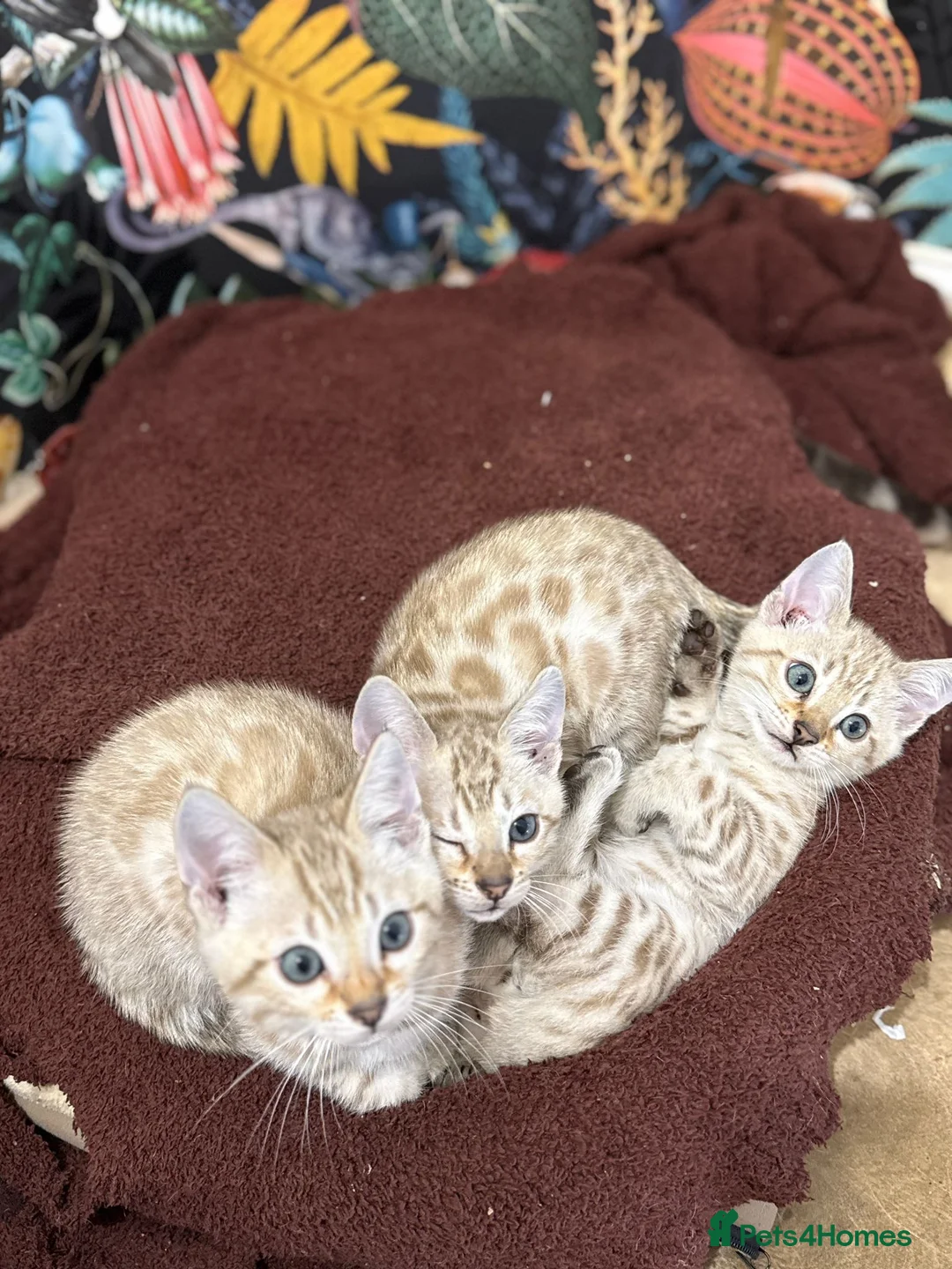 Bengal cats for sale: TICA Registered Bengals - Advert 23