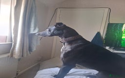 Lurcher dogs for stud: Adorable lurcher for stud - Image 7