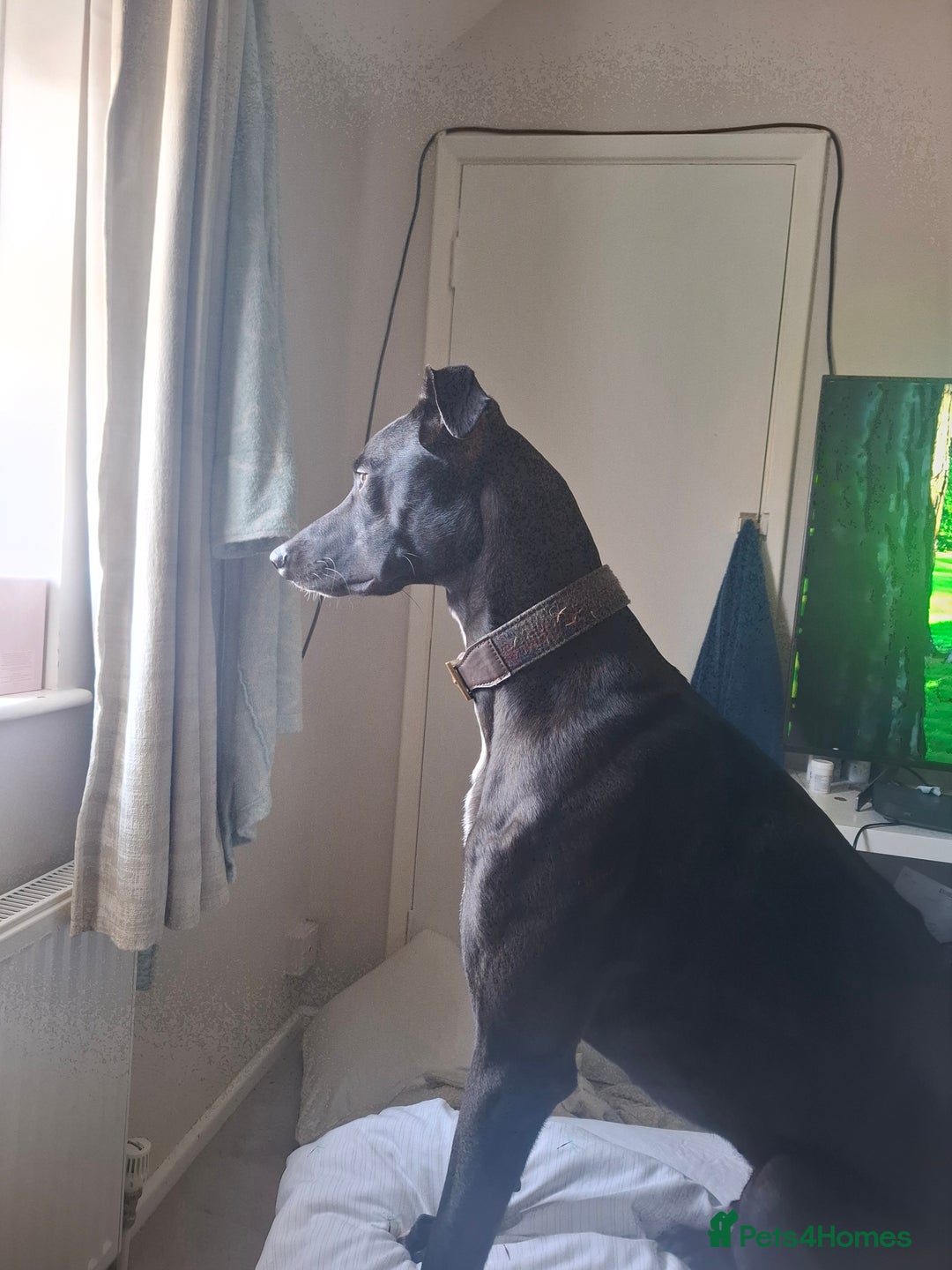 Lurcher dogs for stud: Adorable lurcher for stud - Image 7