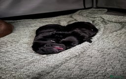 Mixed Breed dogs for sale: Weimadors - Weim/Lab mix - Beautiful puppies 1G 1B - Image 2