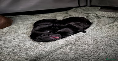 Mixed Breed dogs - Advert 7
