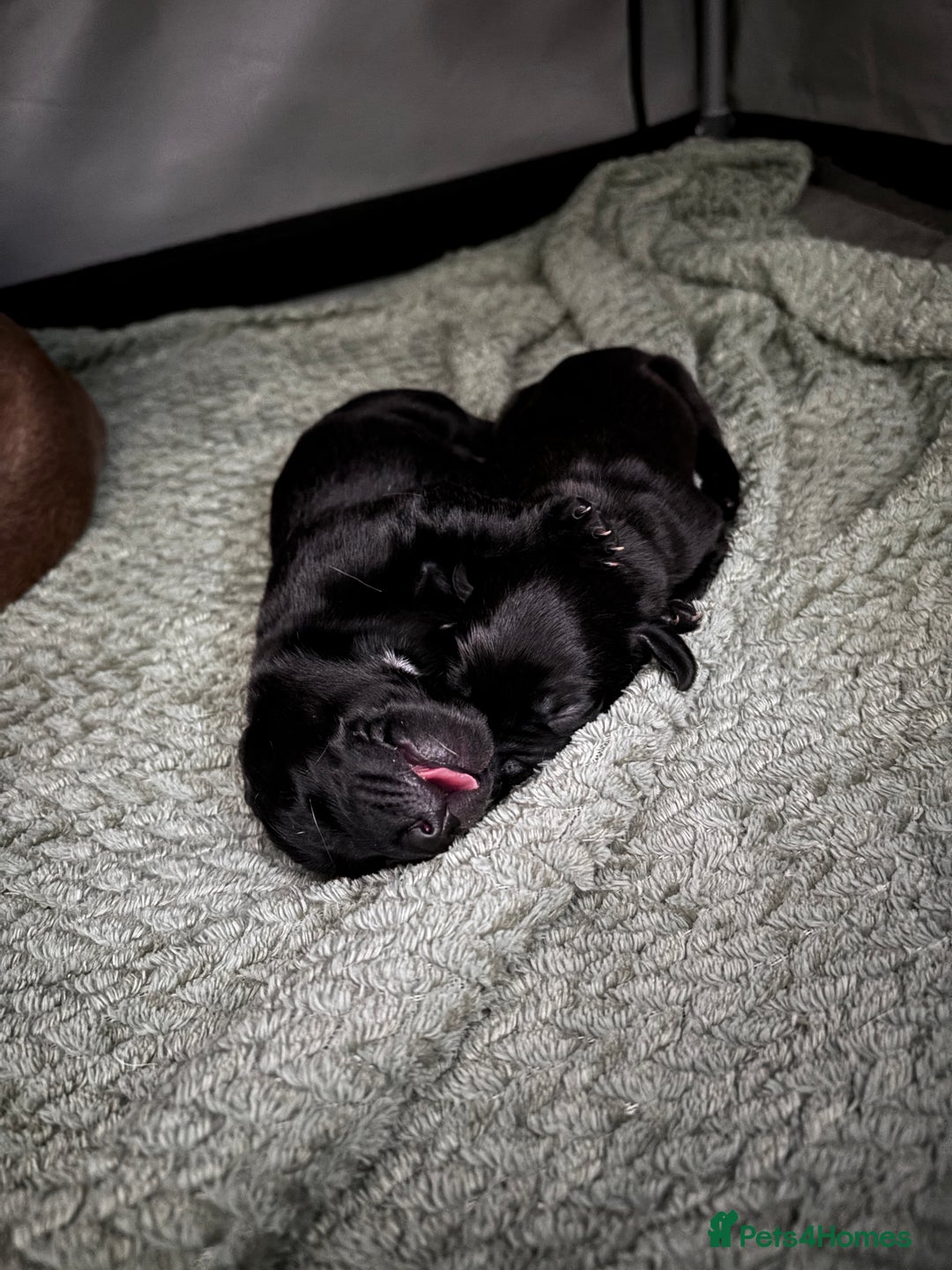 Mixed Breed dogs for sale: Weimadors - Weim/Lab mix - Beautiful puppies 1G 1B - Image 2