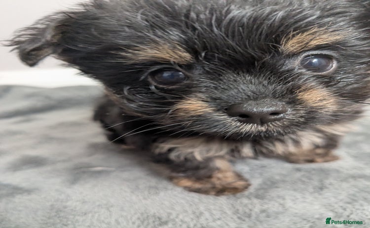 Chorkie dogs - Advert 2