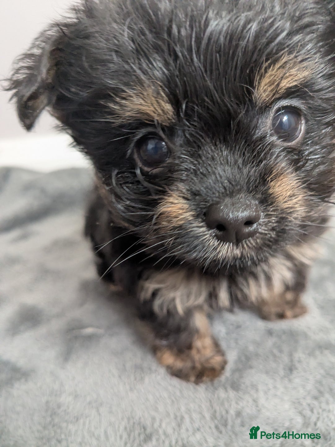 Chorkie dogs for sale: Chorkie babies  - Image 1