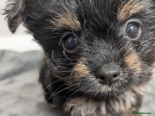 Chorkie dogs - Advert 27