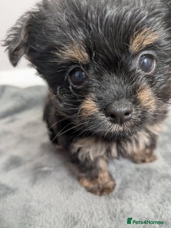 Chorkie dogs - Advert 2