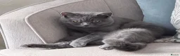 British Shorthair cats for sale: British Shorthair Blue - Advert 3