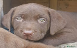 Labrador Retriever dogs for sale: Stunning litter of brown labradors  - Image 1