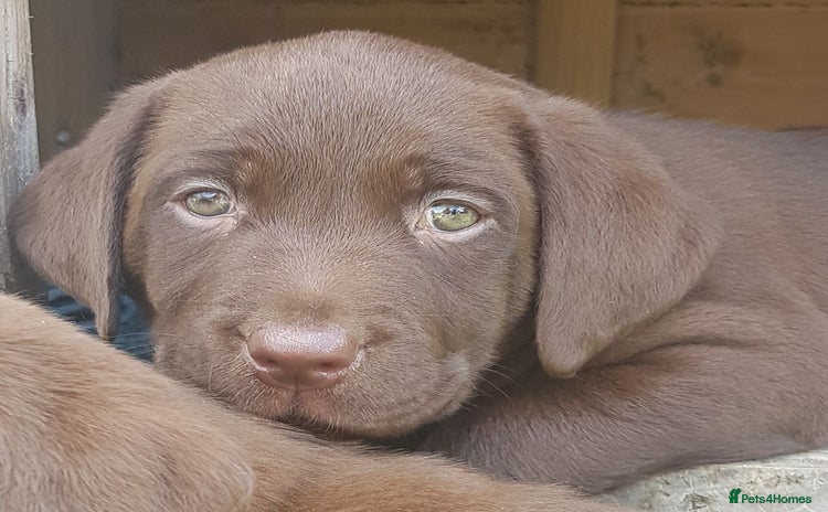 Labrador Retriever dogs - Advert 7