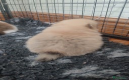 Pomeranian dogs for sale: Top Quality -KC registered  - Image 33