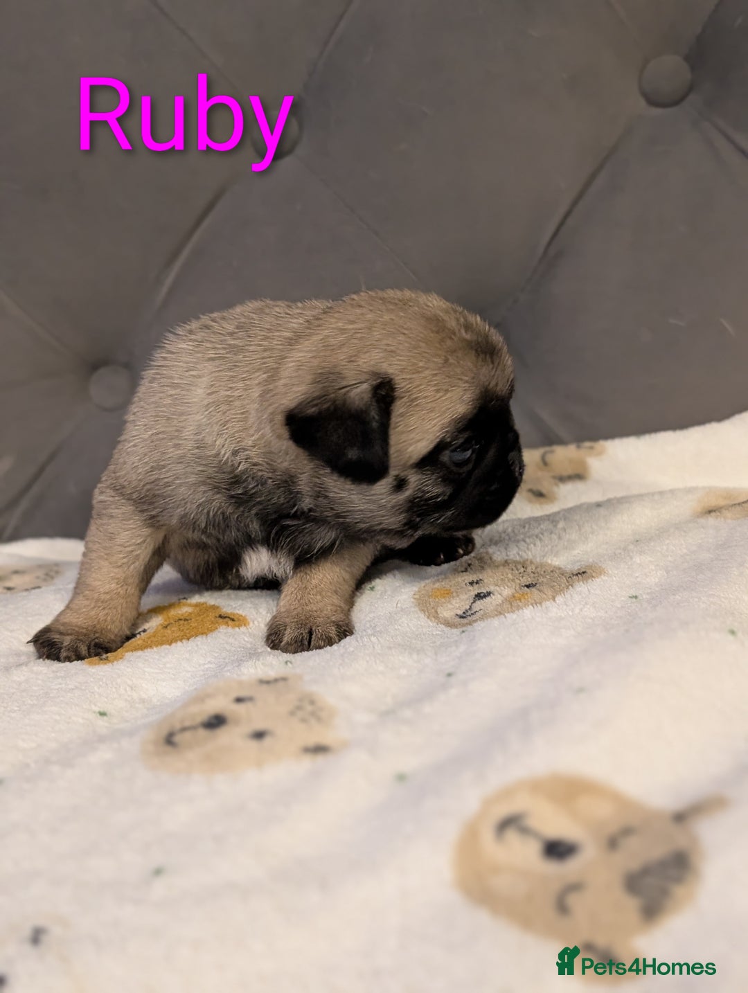 Pug dogs for sale: Pug Puppies - Image 7