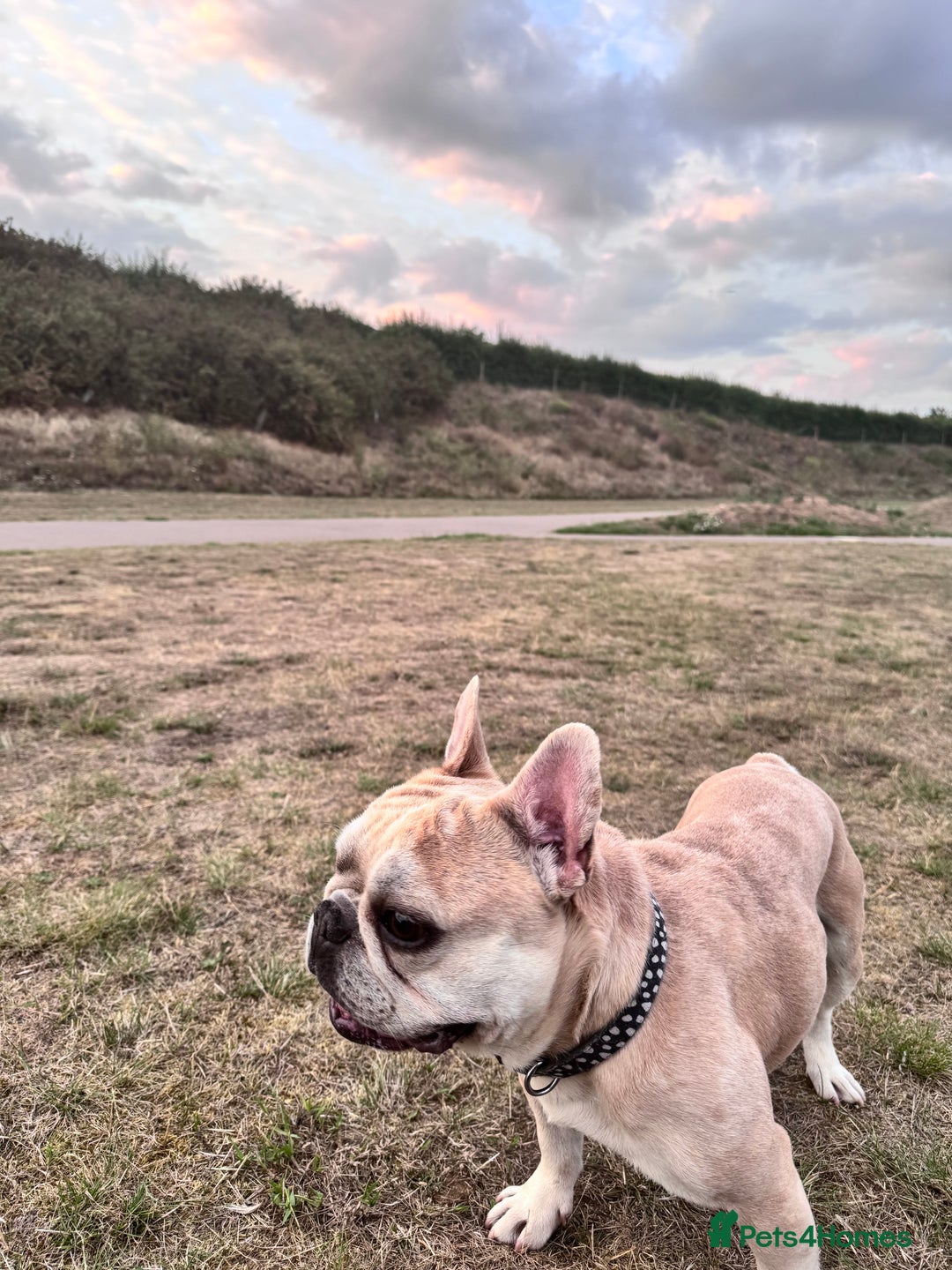 French Bulldog dogs for stud: French Bulldog for stud - Advert 1