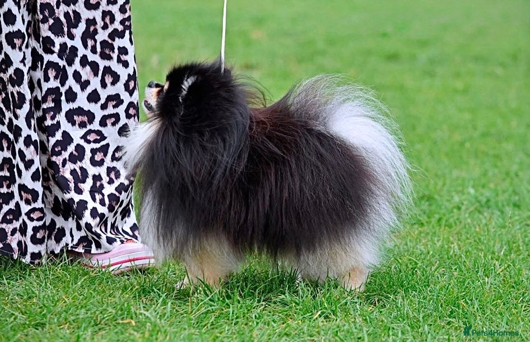 Pomeranian dogs for sale: Pomeranian champions  - Advert 10