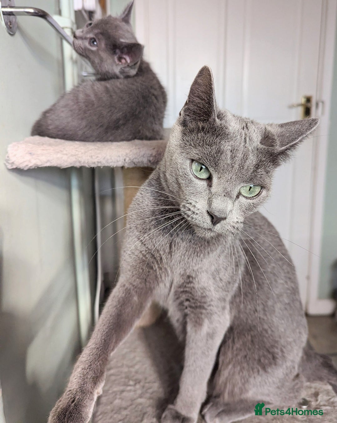 Russian Blue cats for sale: TICA Registered kittens  - Advert 15