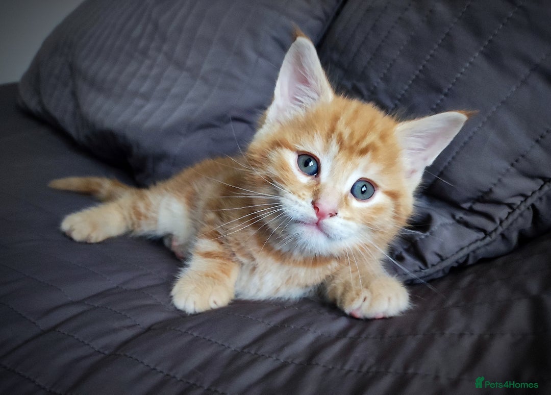 Mixed Breed cats for sale: 🐾 Affectionate Maine Coon Mix Kittens for Sale 🐾 - Advert 5