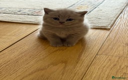 British Shorthair cats for sale: Gorgeous Kittens Ready to Find Their Forever Homes - Image 18