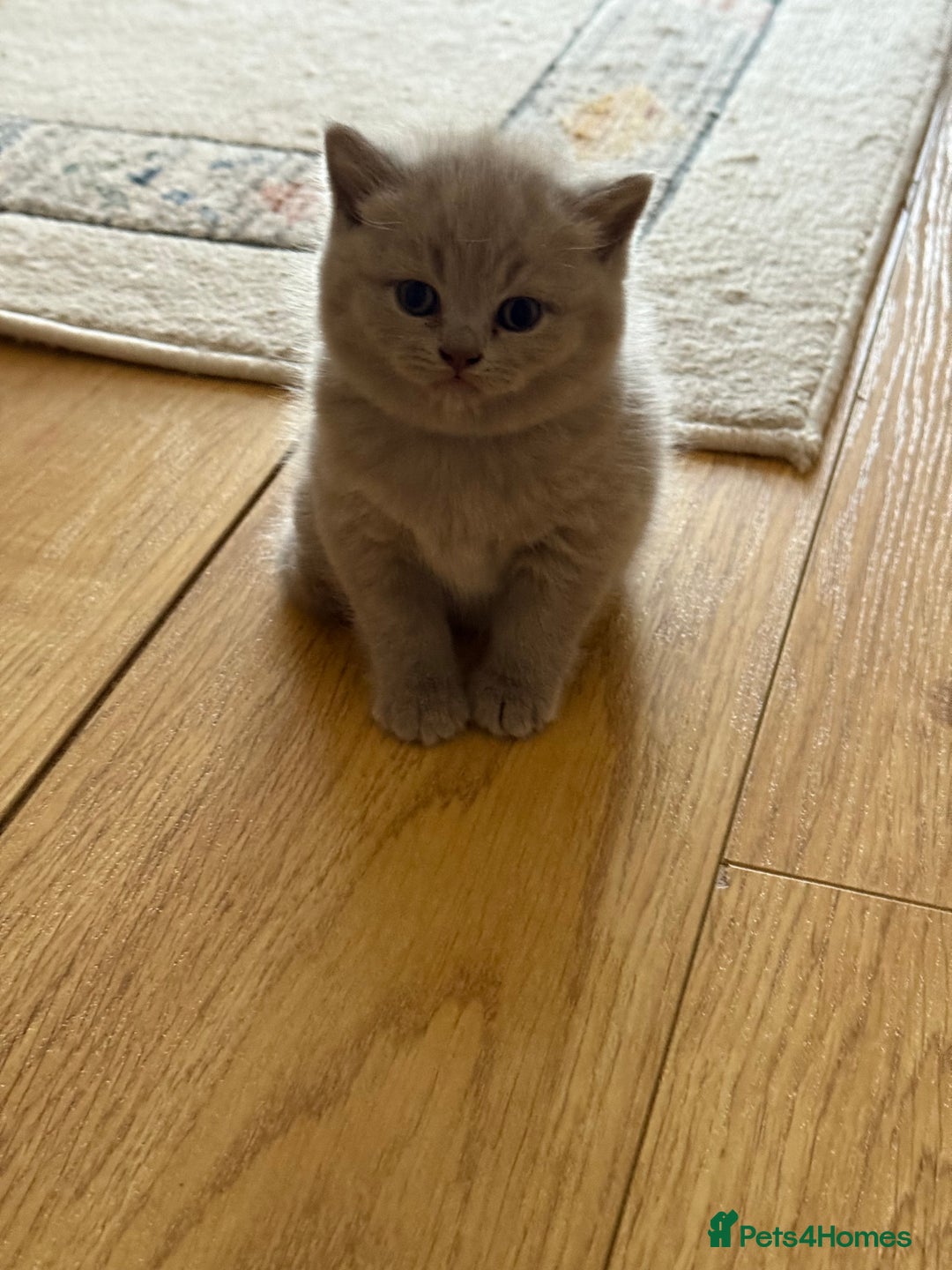 British Shorthair cats for sale: Gorgeous Kittens Ready to Find Their Forever Homes - Image 18