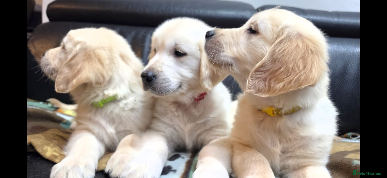 Golden Retriever dogs Golden Retriever Puppies 8 weeks old ready now🐶👍 - Advert 1