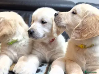Golden Retriever dogs Golden Retriever Puppies 8 weeks old ready now🐶👍 - Advert 1