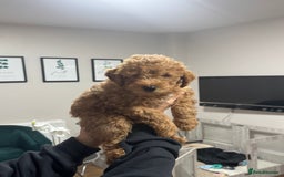 Maltipoo dogs for sale: 3 Gorgeous Maltipoo Puppies - Advert 3