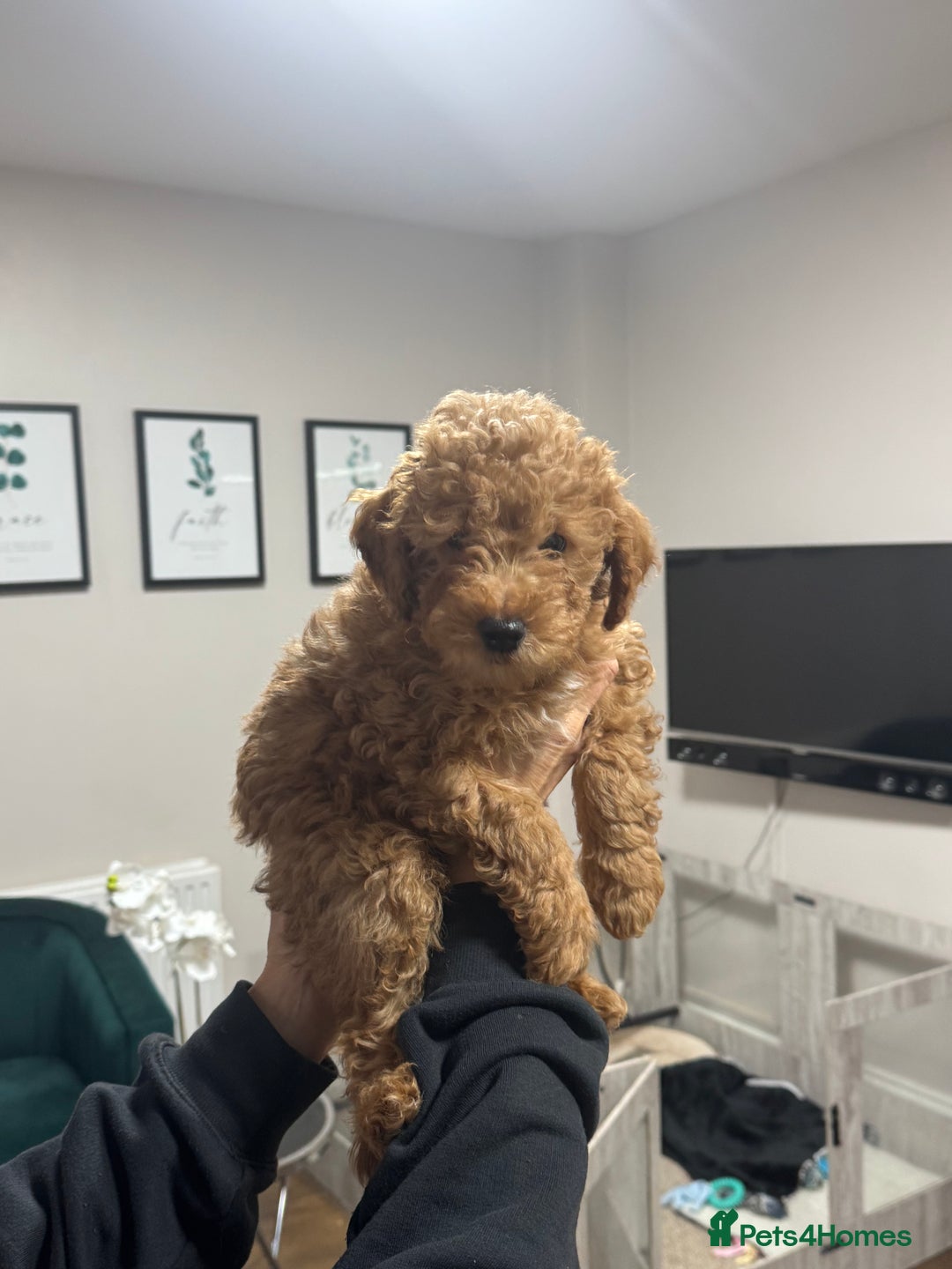 Maltipoo dogs for sale: 3 Gorgeous Maltipoo Puppies - Advert 3