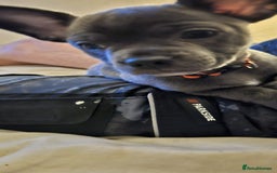 Mixed Breed dogs for sale: 🐶 Lovely Frenchie x Chihuahua Puppies - Image 7